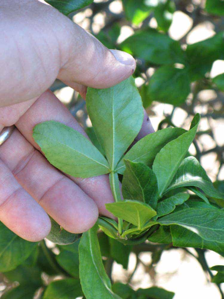              Petiole (Riverside, CA)       